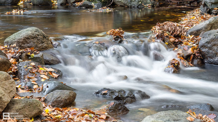 Harz / Im Ilsetal - der Wassergeist - 29. Oktober 2022 - Foto: Regine Schadach - Canon EOS R5 - Canon RF 24-105 mm F4,0L IS USM