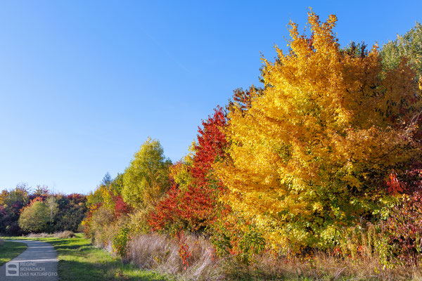 Goslar, Wohngebiet Ohlhof - Es herbstet sehr - Foto: Regine Schadach - Canon EOS R5 - Canon RF 24-105 mm F4,0L IS USM