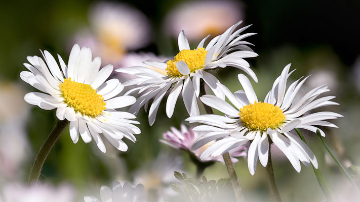 Gänseblümchen (Bellis perennis)