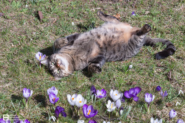 Frühling - Hauskatze (Felis domestica) Bild 016 - Foto: Regine Schadach - Canon EOS 5D Mark III Canon EF 24-105 mm F/4.0 IS USM