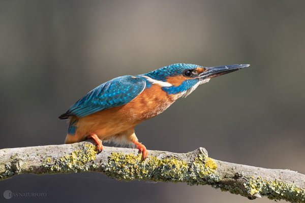 Eisvogel (Alcedo atthis) Bild 022  Foto: Regine Schadach - Olympus OM-D E-M1 Mark II - M.ZUIKO DIGITAL ED 300mm F4.0 IS PRO