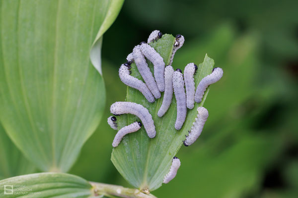 Salomonssiegel-Blattwespen (Phymatocera aterrima) 