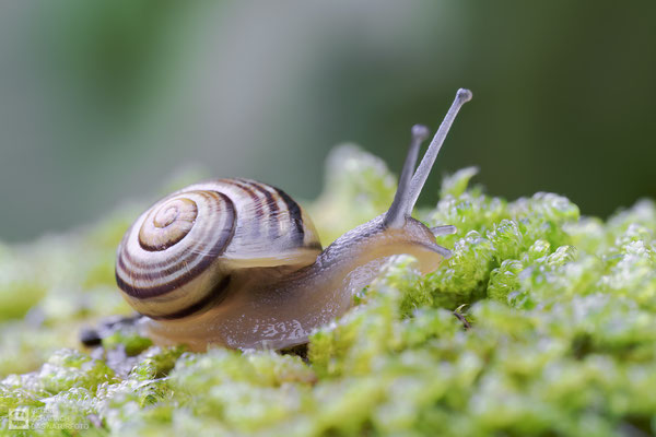 Garten-Schnirkelschnecke (Cepaea hortensis) auch Garten-Bänderschnecke oder Weißmündige Bänderschnecke genannt