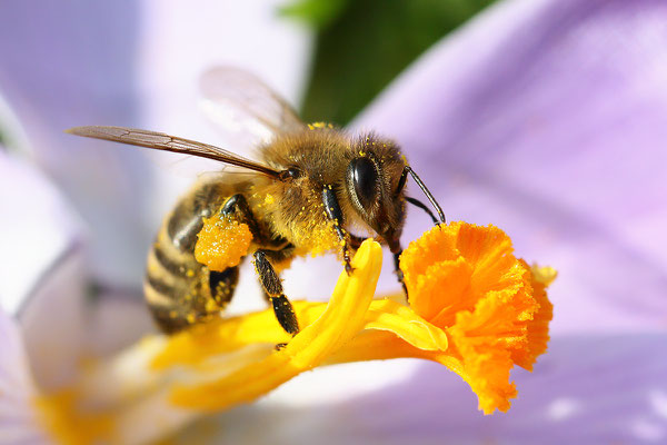 Westliche Honigbiene (Apis mellifera) Bild 001 Foto: Regine Schadach