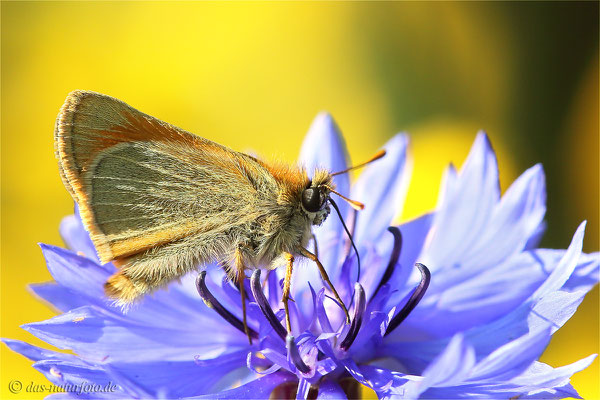 Braunkolbiger Braundickkopffalter (Thymelicus sylvestris) Bild 001 Foto: Regine Schadach - Canon EOS 5D Mark II Sigma 150mm f/2.8 Macro