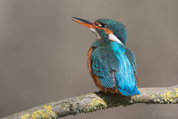 Eisvogel (Alcedo atthis) Weibchen Bild 027 - Foto: Regine Schadach - Olympus OM-D E-M1 Mark II - M.ZUIKO DIGITAL ED 300mm F4.0 IS PRO