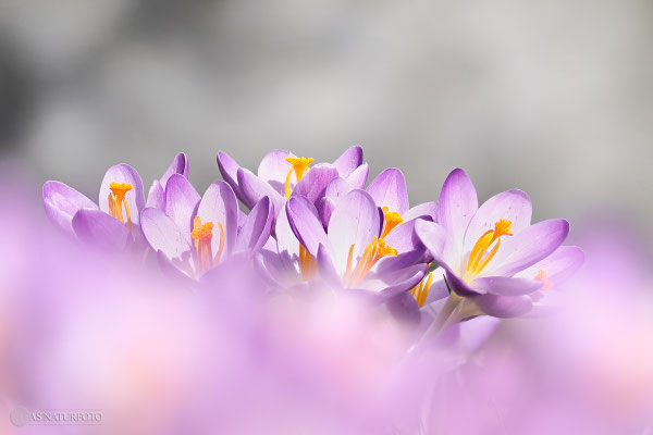 Krokus (unbestimmt) (Crocus indet.) Bild 011 - Foto: Regine Schadach - Olympus OM-D E-M1 Mark II - M.ZUIKO DIGITAL ED 12‑100 1:4.0 IS PRO 