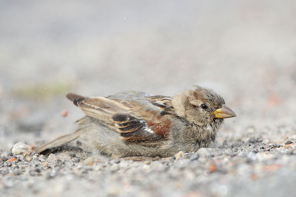 Haussperling (Passer domesticus) - Bild 014 - Foto: Regine Schadach