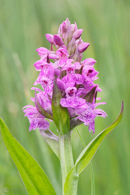 Breitblättrige Fingerwurz (Dactylorhiza majalis) Bild 006 Foto: Regine Schadach - Olympus OM-D E-M1 Mark I I - M.ZUIKO DIGITAL ED 60mm 1:2.8 Macro 