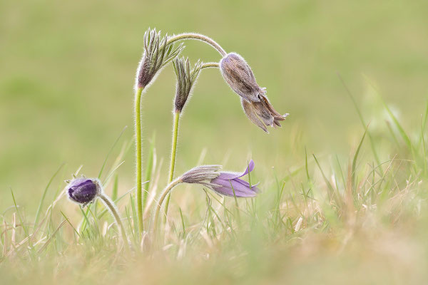 Gewöhnliche Kuhschelle (Pulsatilla vulgaris) Bild 019 Foto: Regine Schadach