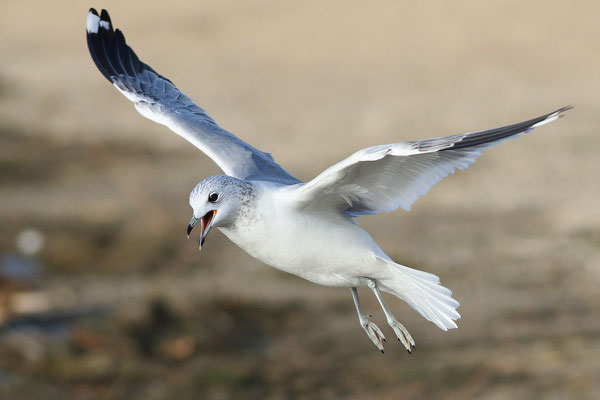 Sturmmöwe (Larus canus) 2ter Winter - Bild 005 - Foto: Regine Schadach