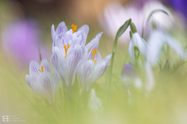 Krokus (unbestimmt) (Crocus indet.) Bild 016