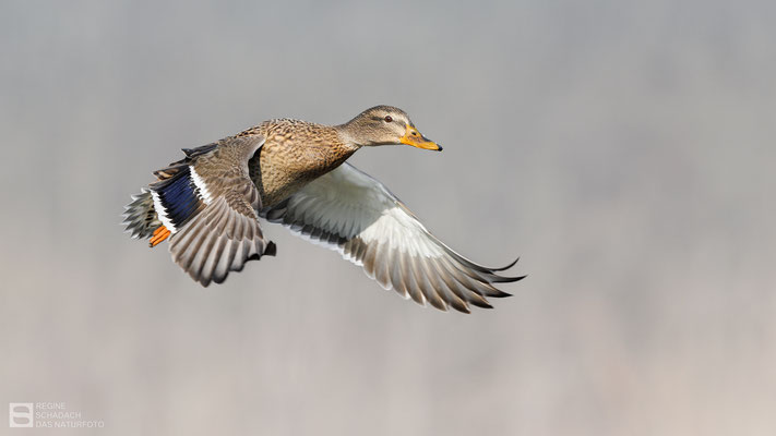 Stockente (Anas platyrhynchos) - Weibchen