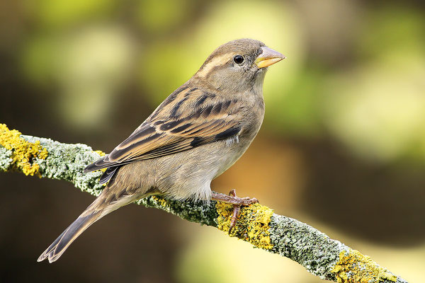 Haussperling (Passer domesticus) - Bild 002 - Foto: Regine Schadach