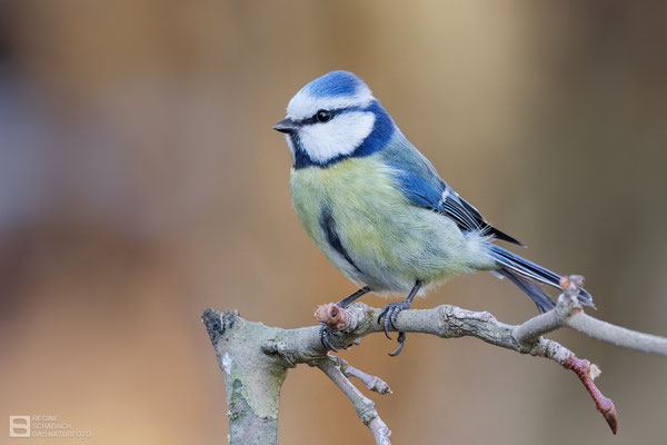 Blaumeise (Cyanistes caeruleus) 