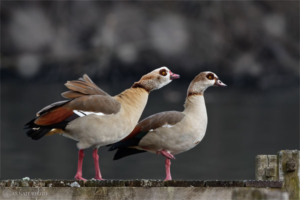 Nilgans (Alopochen aegyptiacus) - Bild 005 - Foto: Regine Schadach - Canon EOS 7D Mark II Canon EF 400mm f/5.6 L USM