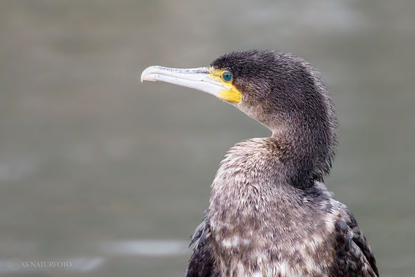 Junger Kormoran (Phalacrocorax carbo)  Bild 006 - Foto: Regine Schadach - Olympus EM1 X - M.ZUIKO DIGITAL ED 150-400 mm F4.5 TC1.25x IS PRO