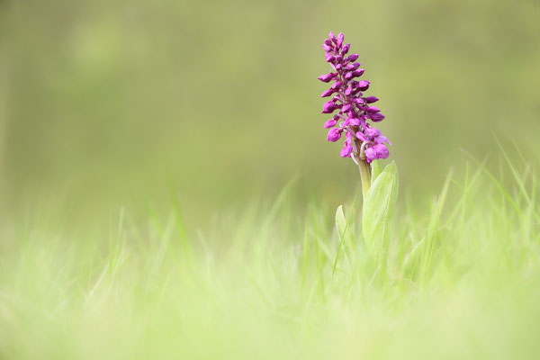 Manns-Knabenkraut (Orchis mascula) Bild 014 Foto: Regine Schadach