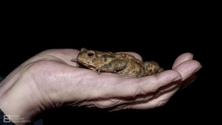 Eine helfende, schützende Hand! Erdkröte (Bufo bufo) - Foto: Regine Schadach - Olympus EM1 X - M.ZUIKO DIGITAL ED 12-100 mm 1:4.0 IS PRO
