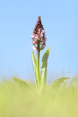 Purpur-Knabenkraut (Orchis purpurea) Bild 009 Foto: Regine Schadach