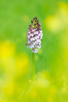 Purpur-Knabenkraut (Orchis purpurea) Bild 020 - Foto: Regine Schadach - Olympus OM-D E-M1 Mark II - M.ZUIKO DIGITAL ED 40‑150mm 1:2.8 PRO 