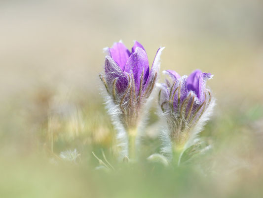 Gewöhnliche Kuhschelle (Pulsatilla vulgaris) Bild 005 Foto: Regine Schadach - Canon EOS 5D Mark III Sigma 150mm f/2.8 Macro