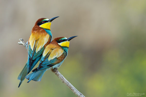 Bienenfresser (Merops apiaster) Bild112 Foto: Engler Naturfotografie