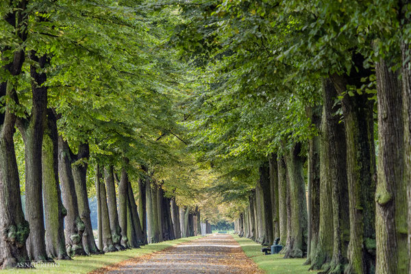 Herrenhäuser Lindenallee Hannover - Foto: Regine Schadach - Olympus EM1 X - M.ZUIKO DIGITAL - M.ZUIKO DIGITAL ED 40‑150mm 1:2.8 PRO 