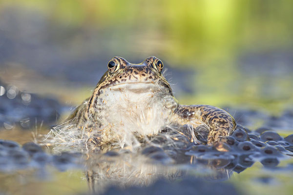 Grasfrosch (Rana temporaria) - Bild 005 - Foto: Regine Schadach - Canon EOS 5D Mark III Sigma 150mm f/2.8 Macro