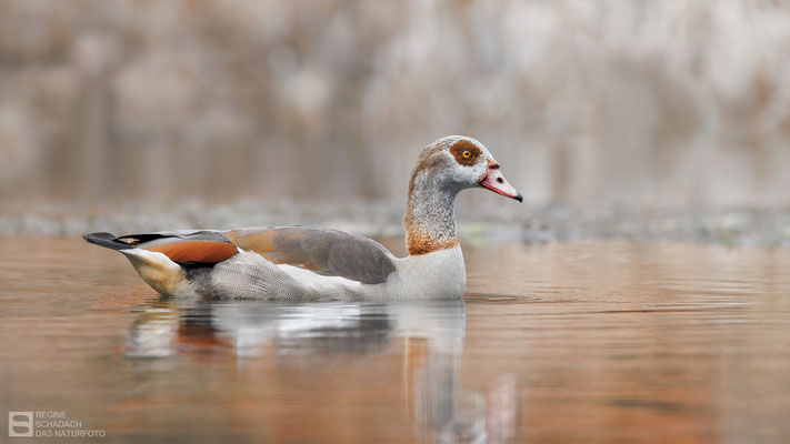 Nilgans (Alopochen aegyptiaca)