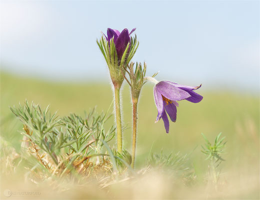 Gewöhnliche Kuhschelle (Pulsatilla vulgaris) Bild 031 Foto: Regine Schadach - Olympus OM-D E-M5 Mark II - M.ZUIKO DIGITAL ED 60mm 1:2.8 Macro 