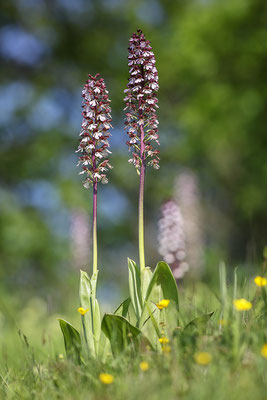 Purpur-Knabenkraut (Orchis purpurea) Bild 005 Foto: Regine Schadach