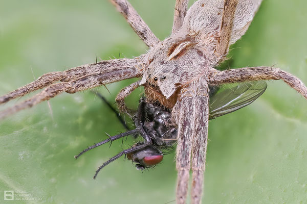 Listspinne (Pisaura mirabilis) mit Beute Bild 002