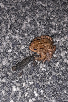 "HALT, da kommt noch ein Auto!!" Foto: Birgit Krüger