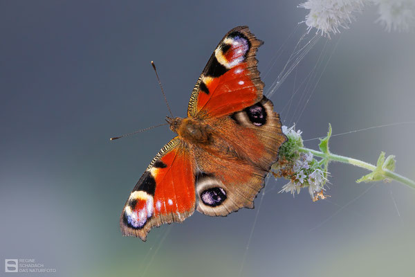 Tagpfauenauge (Aglais io)