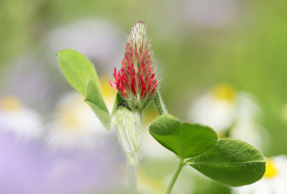 Inkarnat-Klee (Trifolium incarnatum s.str.) Bild 001 Foto: Regine Schadach