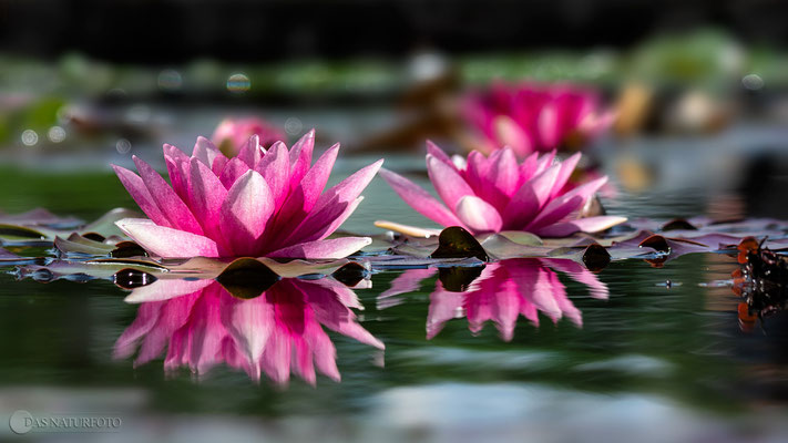 Seerose (unbestimmt) (Nymphaea indet.) Bild 001 - Foto: Regine Schadach - Olympus OM-D E-M1 Mark II - M.ZUIKO DIGITAL ED 12‑100 1:4.0 IS PRO