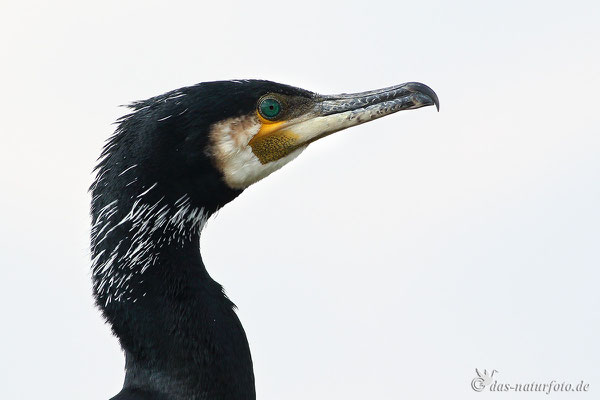 Kormoran (Phalacrocorax carbo) Bild 005 Foto: Regine Schadach - Canon EOS 7D Mark II - Canon EF 400mm f/5,6 L USM