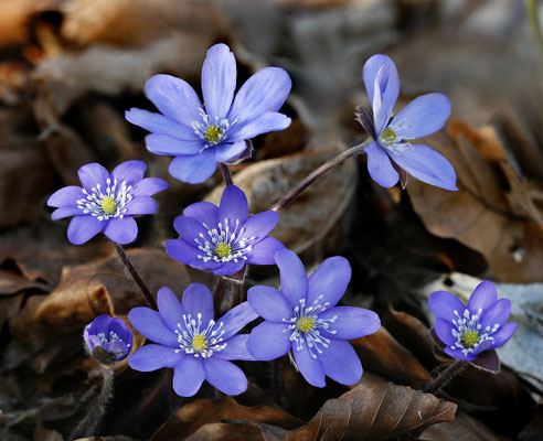 Leberblümchen (Hepatica nobilis) Bild 005 Foto: Regine Schadach