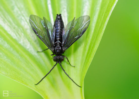 Salomonssiegel-Blattwespe (Phymatocera aterrima) Bild 004 -  Foto: Regine Schadach - Olympus OM-D E-M1 Mark I I - M.ZUIKO DIGITAL ED 60mm 1:2.8 Macro 