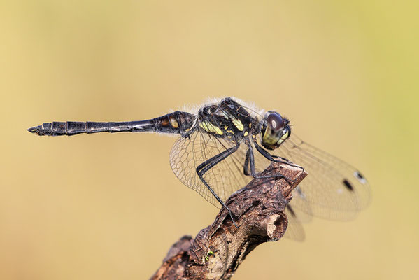 Schwarze Heidelibelle (Sympetrum danae) - Bild 001 - Foto: Regine Schadach