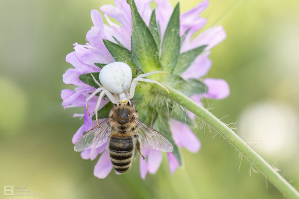 Veränderliche Krabbenspinne (Misumena vatia) macht große Beute