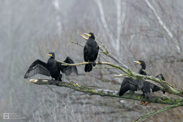 Kormoran (Phalacrocorax carbo) Bild 005 Foto: Regine Schadach - Canon EOS R5 - Canon RF 100-500mm F4.5-7.1 L IS USM