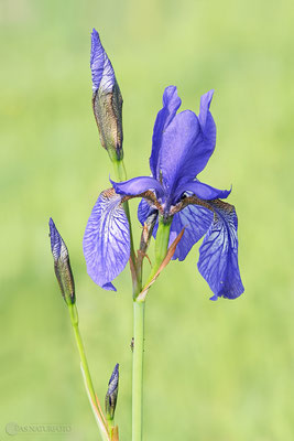 Sibirische Schwertlilie (Iris sibirica) - Bild 009 - Foto: Regine Schadach- Olympus OM-D E-M1 Mark II - M.ZUIKO DIGITAL ED 40‑150mm 1:2.8 PRO 