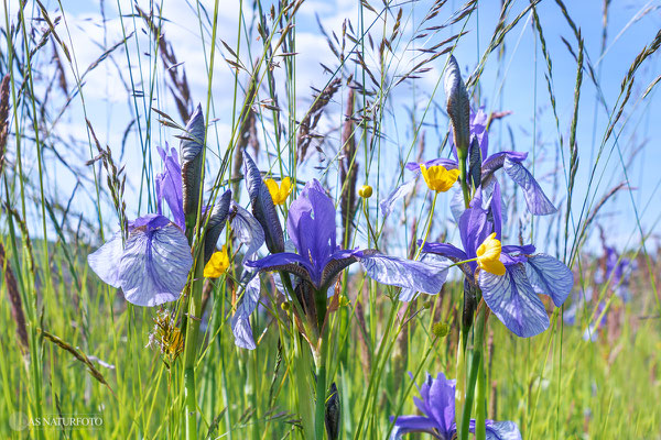 Sibirische Schwertlilie (Iris sibirica) - Bild 011 - Olympus OM-D E-M1 Mark II - M.ZUIKO DIGITAL ED 7-14mm 2.8 PRO