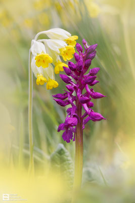 Manns-Knabenkraut (Orchis mascula) an einer Wiesen-Schlüsselblume (Primula veris) 