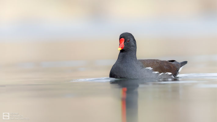 Teichralle (Gallinula chloropus), auch Teichhuhn Bild 024 