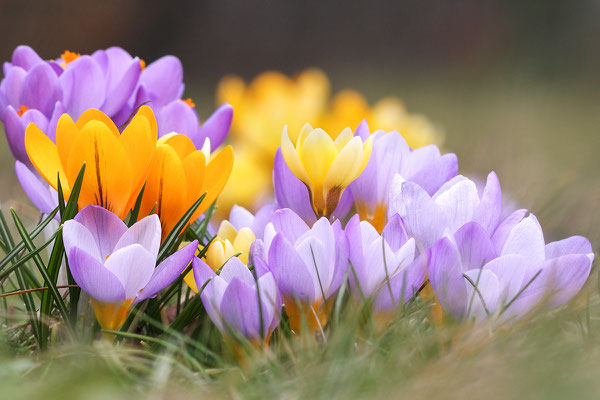 Krokusse (Crocus indet.) - Bild 001 - Foto: Regine Schadach- Canon EOS 5D Mark II Sigma 150mm f/2.8 Macro