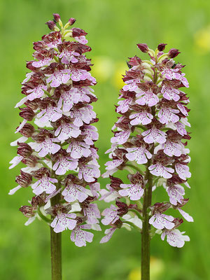 Purpur-Knabenkraut (Orchis purpurea) Bild 001 Foto: Regine Schadach