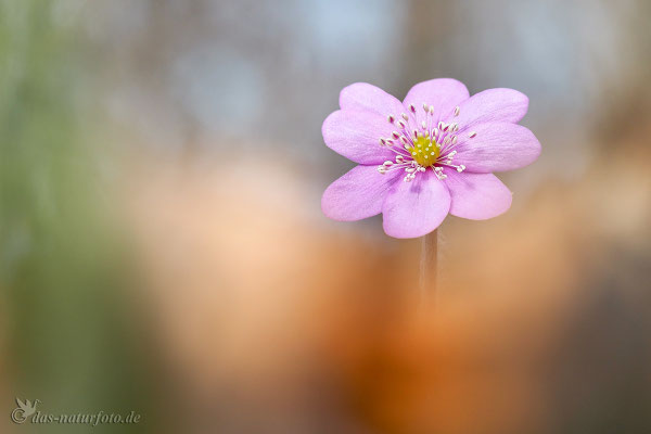 Leberblümchen (Hepatica nobilis) Bild 010 Foto: Regine Schadach - Olympus OM-D E-M5 Mark II - M.ZUIKO DIGITAL ED 60mm 1:2.8 Macro 